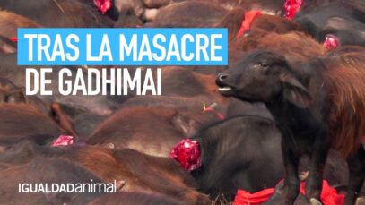 Después de la masacre de Gadhimai