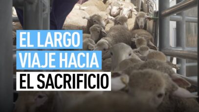 El largo viaje hacia el sacrificio en Arabia Saudí de cien mil corderos