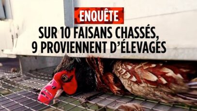 Gibovendée : l’industrie des animaux élevés pour la chasse