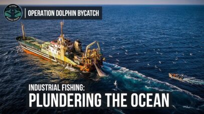 Industrial Fishing: Plundering the Ocean