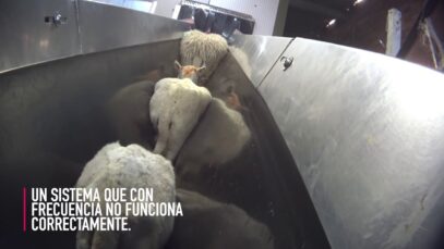 MATADEROS DE OVEJAS Y CORDEROS: atrapadas en la maquinaria y decapitadas en presencia del inspector.