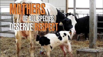 Mothers of all Species Deserve Respect