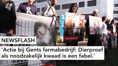 NEWSFLASH: Actie bij Gents farmabedrijf: Dierproef als noodzakelijk kwaad is een fabel