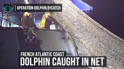 Sea Shepherd captures footage of dolphins killed in fishing nets off French Atlantic Coast