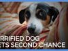 Terrified Chained Dog Gets Second Chance