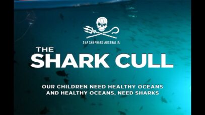 The Shark Cull