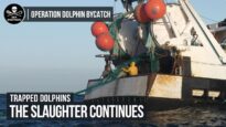 Trapped Dolphins: The Slaughter Continues