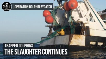 Trapped Dolphins: The Slaughter Continues