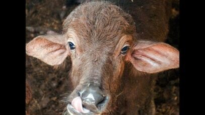 Investigadores desvelan la realidad oculta de la mozzarella