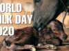 The Bond Between Mother & Child is Sacred | World Milk Day 2020