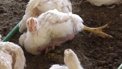 CARNE DE POLLO I La crueldad de la industria en India.