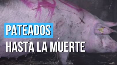 CERDOS PATEADOS hasta la muerte | Investigación de Igualdad Animal Reino Unido