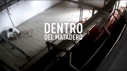 Dentro del matadero