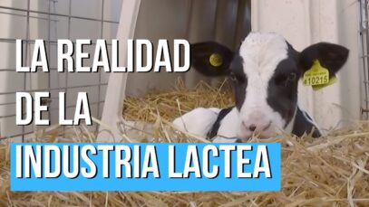 El lado más SECRETO de la INDUSTRIA LACTEA