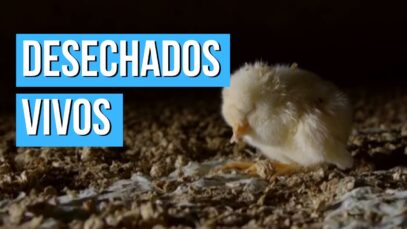 MALTRATO ANIMAL I La industria de la CARNE DE POLLO en Alemania