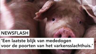 NEWSFLASH: Een laatste blijk van mededogen voor de poorten van het varkensslachthuis.