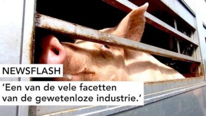 NEWSFLASH: Een van de vele facetten van de gewetenloze industrie.