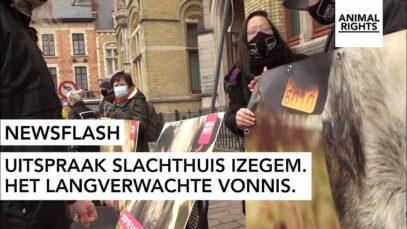 NEWSFLASH | Uitspraak slachthuis Izegem | Animal Rights