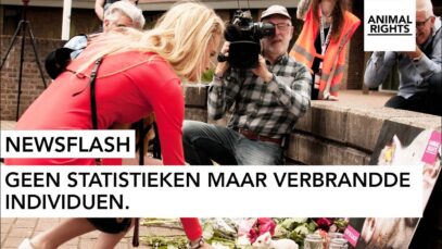 NEWSFLASH | Wake Stalbrand Nederweert | Animal Rights