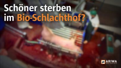 Blut, Angst und Verzweiflung – Der Todeskampf im Schlachthof