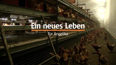 Ein neues Leben für Angelika