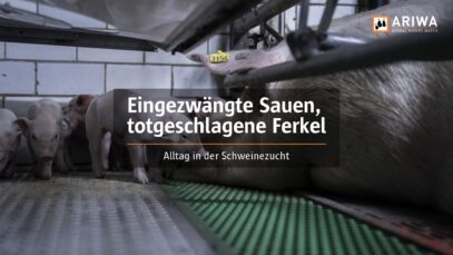 Eingezwängte Sauen, totgeschlagene Ferkel: Alltag in der Schweinezucht