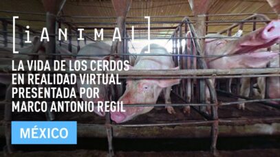 iAnimal – La vida de los cerdos en realidad virtual presentada por Marco Antonio Regil