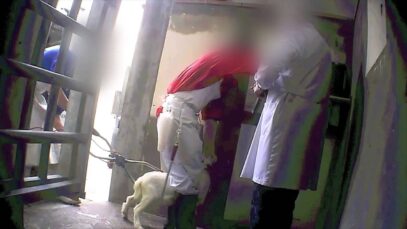 Investigación de Igualdad Animal en granjas y mataderos de corderos en Italia