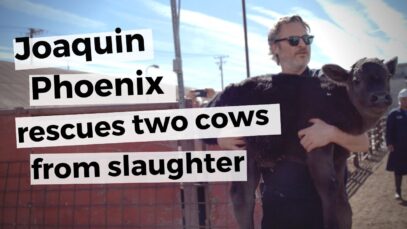 Joaquin Phoenix RESCUES two cows from slaughter after Academy Awards