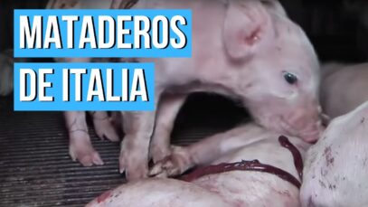 Maltrato animal en GRANJAS Y MATADEROS DE CERDOS en Italia