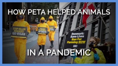 PETA Rises Above Every Obstacle to Help Animals—Including a Pandemic!