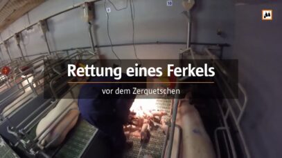 Rettung eines Ferkels vor dem Zerquetschen