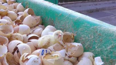 SU PRIMER DÍA I Así son las granjas industriales de pollos.