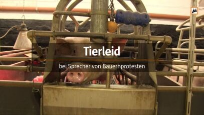 Tierleid bei Sprecher von Bauernprotesten