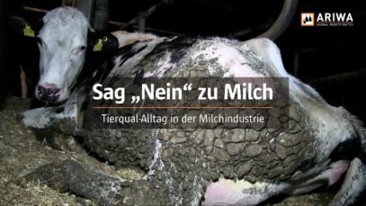 Tierqual-Alltag in der Milchindustrie