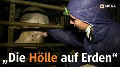 VOX-Tierschutzdetektivin Judith Pein in der Schweinezucht