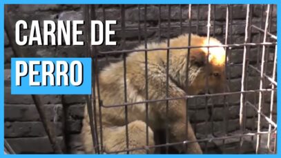 El cruel comercio de CARNE DE PERRO en China – Investigación de Igualdad Animal