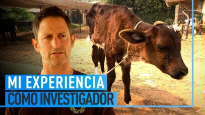 El MALTRATO ANIMAL en La India |Semillas de Compasión