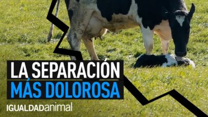 El SECRETO más OSCURO de la INDUSTRIA de la LECHE | Un investigador de Igualdad Animal lo grabó