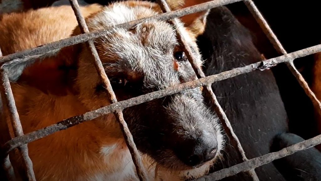 Investigation into the Indonesia dog meat trade in Sulawesi ...