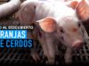 Las mutilaciones en las granjas industriales | MALTRATO ANIMAL legalizado