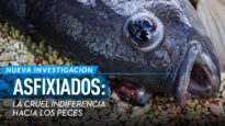 Los PECES también sufren MALTRATO ANIMAL | Nueva investigación de Igualdad Animal