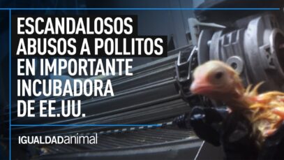 MALTRATO ANIMAL: Pollitos TRITURADOS, AHOGADOS Y MUTILADOS | Nueva investigación de IGUALDAD ANIMAL