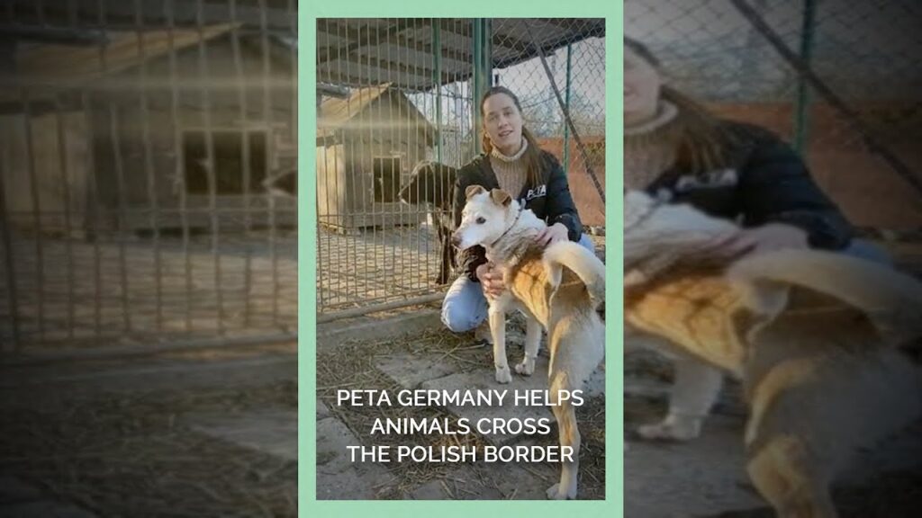 PETA Germany Helps Animals Cross the Polish Border. | Laverabestia.org