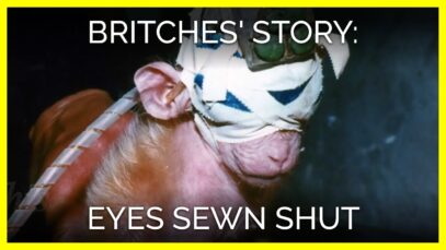 Britches’ Story: Eyes Sewn Shut