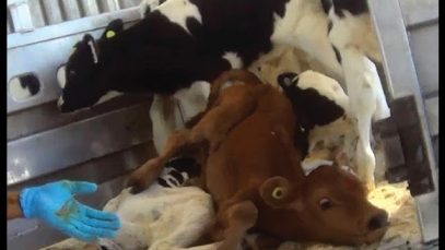 COK Investigation Reveals Shocking Abuse to Calves