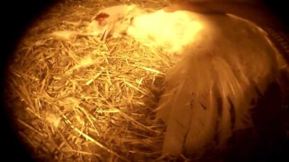 COK Uncovers Cruelty & Filth at a Turkey Breeding Factory Farm