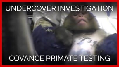 Covance—Undercover Investigation in Virginia