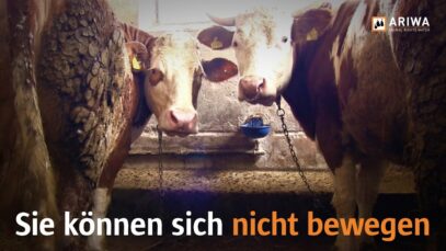 Milch: hättest du es gewusst?