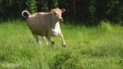 The Rescued Dairy Cow – Meet Daisy